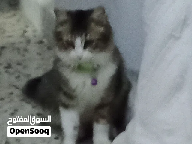 اتات منرلي بحالة جيدة للبيع كما هو في الفيديو