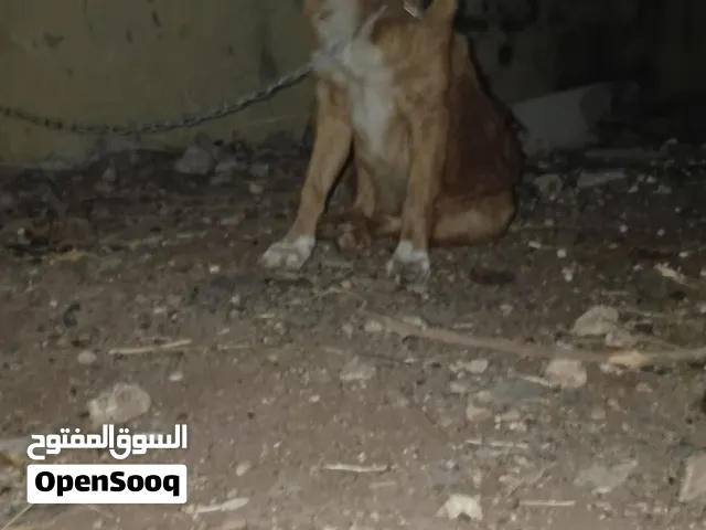 كلبه بندوق جيرماني