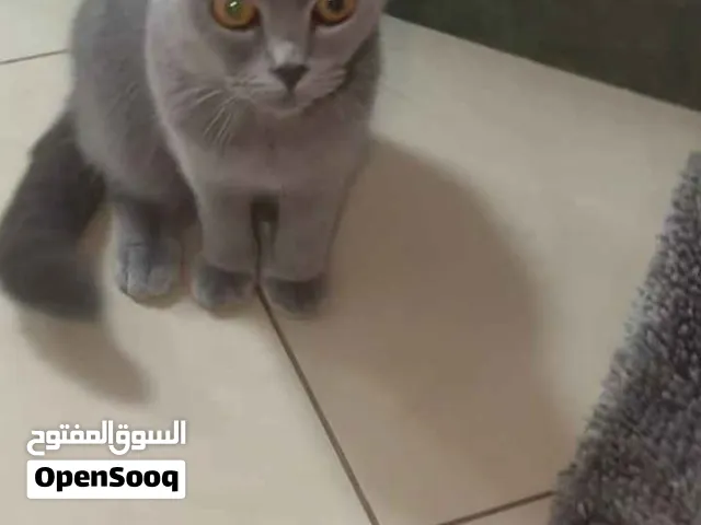9 Months Old Female British Shorthair Cat – Grey – Vaccinated