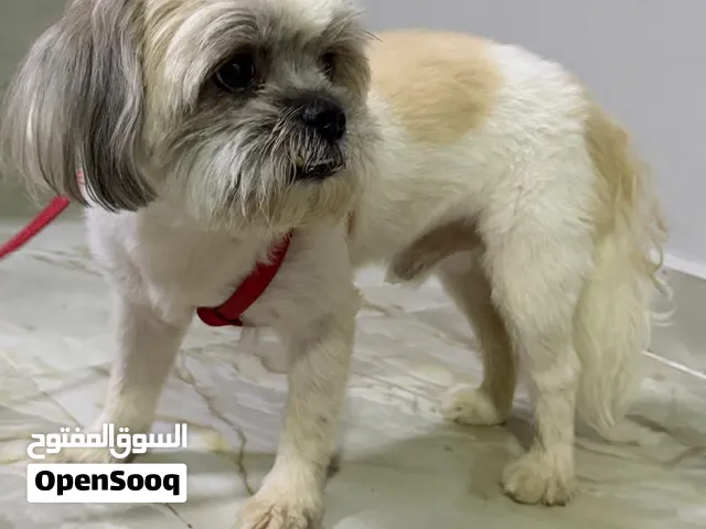 كلاب شيتوز