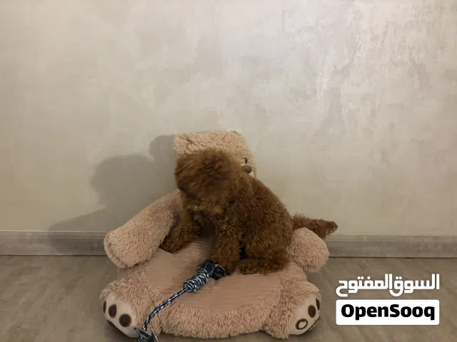 Toy Poodle for Sale