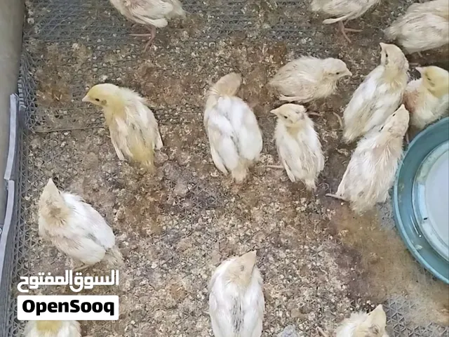 للبيع سمان تكساس الامريكي  العمر 10 أيام  سعر الحبه ريال وأحد