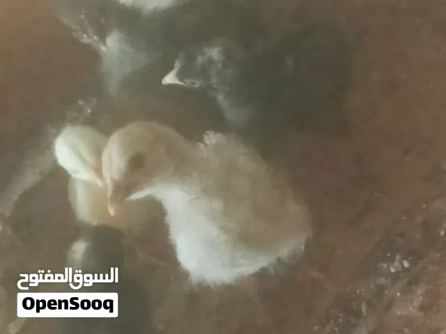 فراريج بلديه