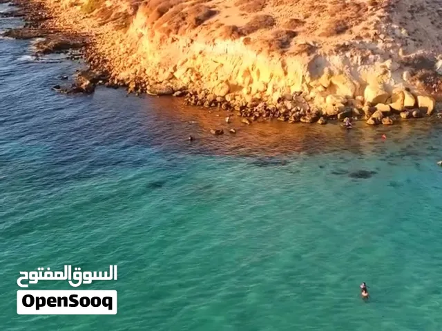 معزات قبرصيات سر حليب البيع لاعلي سعر معاهن عناق وجدي متوفر خدمة توصيل اي مكان