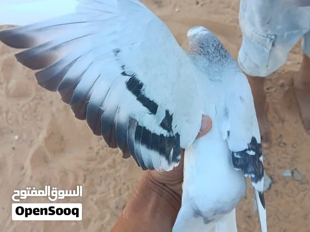 الزوز يي 100 بكستاني وتكلاه الزوز شكلب
