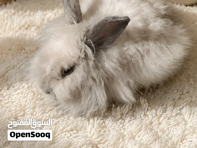 ارنوب جميل