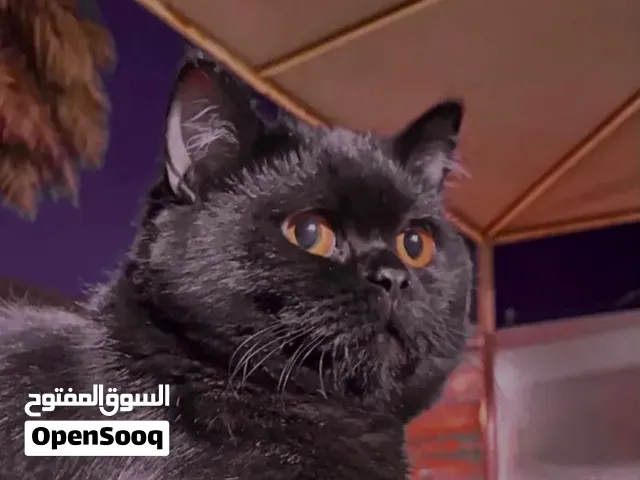 قط بريتش شورت هير للتزاوج ب 25 ريال( الوصف مهم )