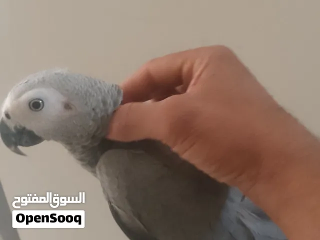 السلام عليكم ببغاء زنجباري