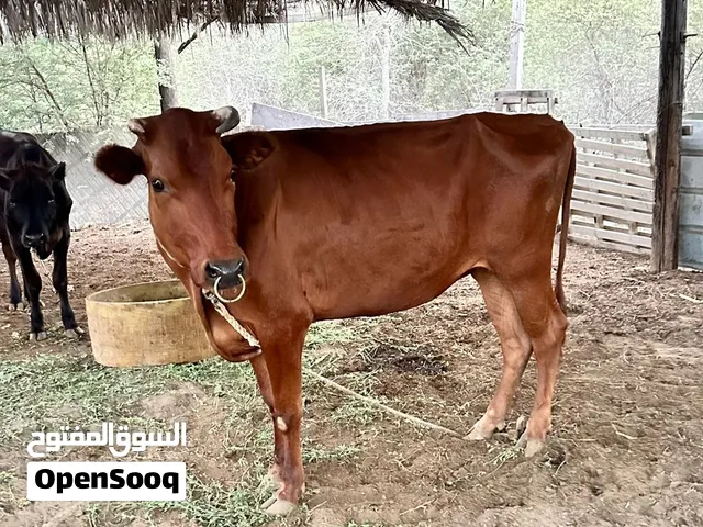 بقره نمساويه