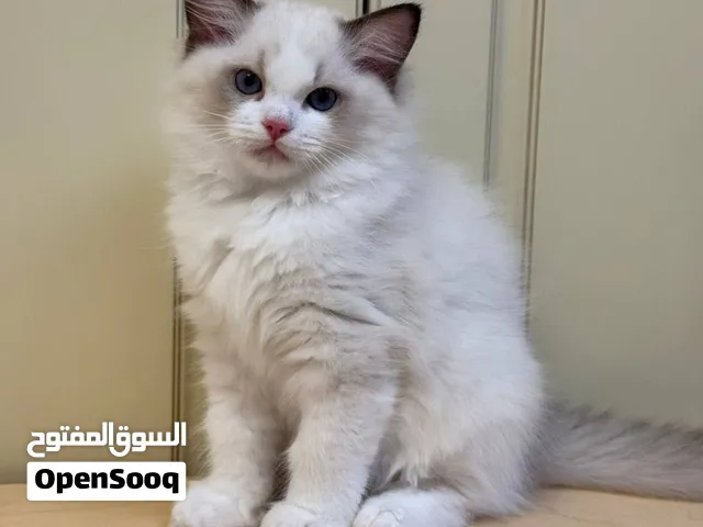 Ragdoll Kittens for adoption Whatsapp +971.56.925.0189