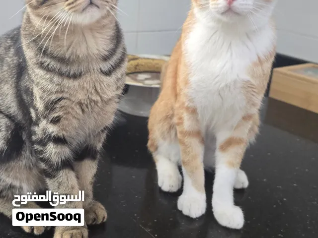 قطط للتبني يجب اخذهم بأسرع وقت ممكن