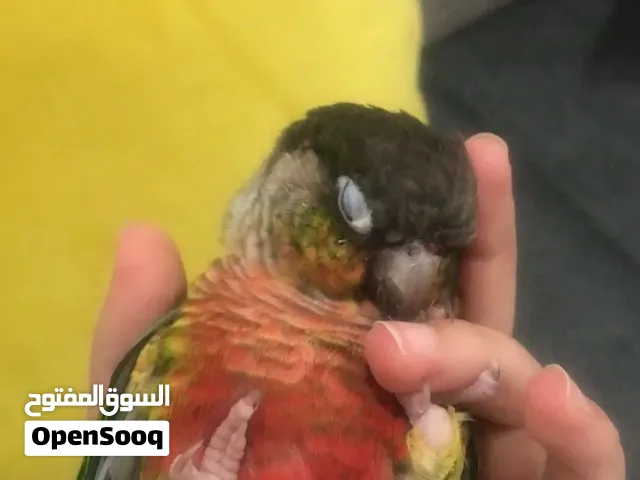 كنيور للبيع متكلم