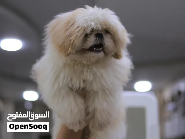 شيتزو لعوب جدا بسعر مغري