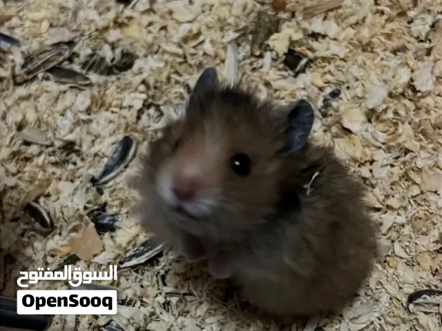 هامستر روسي صغير
