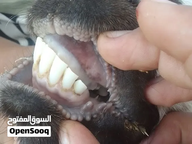 شعريه وعنز توها راميه الحبه عشار