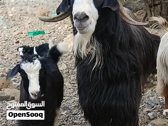 للبيع سخل ....