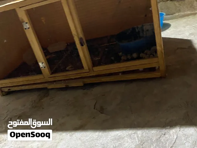 بارتي للبيع