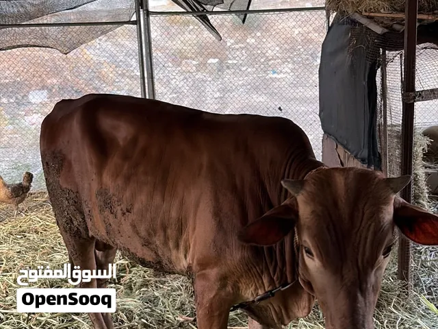 عجل عماني سمين