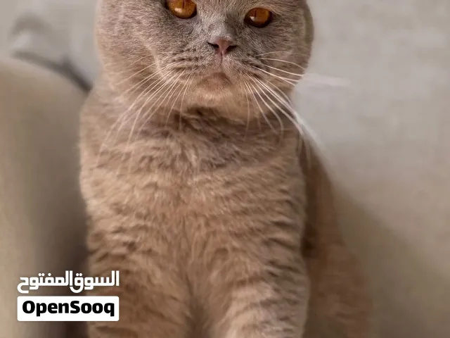 ذكور مستويات للتزاوج