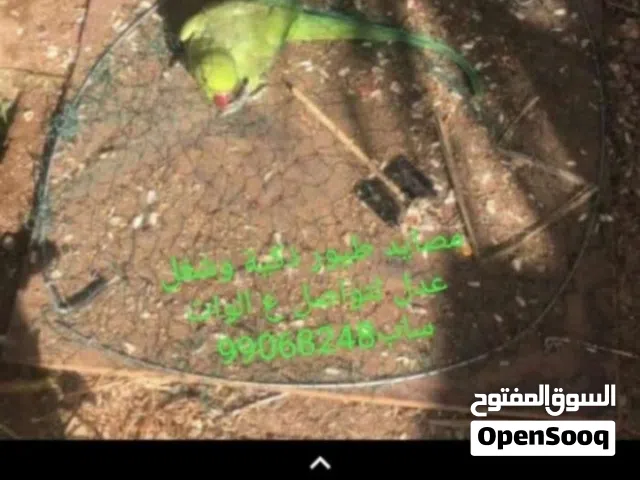 مصايد طيور