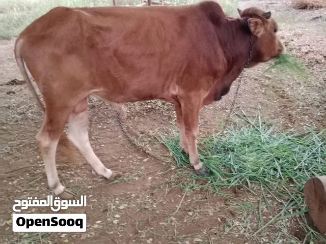 عجل عماني عمر سنتين( واتساب فقط)
