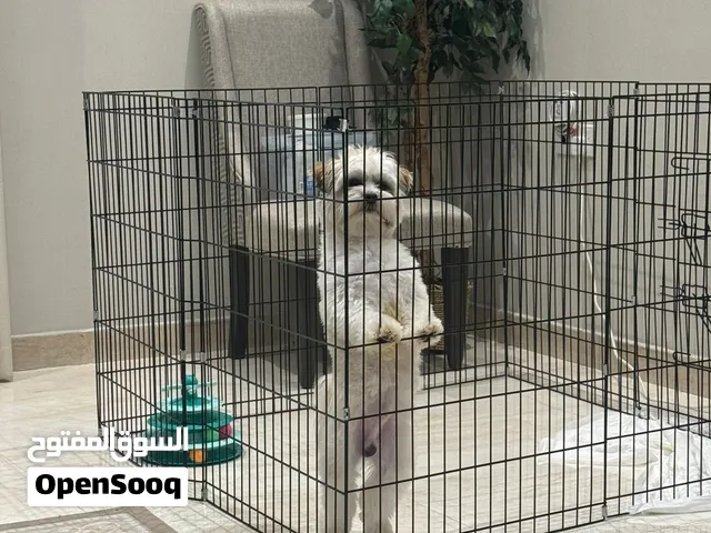 جلب شيتزو ذكر 1500- male Shih Tzu dog