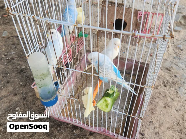 2كوبيات بقلينو ربي يبارك كوبيه الوحده 100 بدون قفص