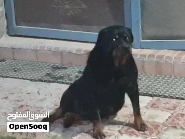 نتايه روت وايلر