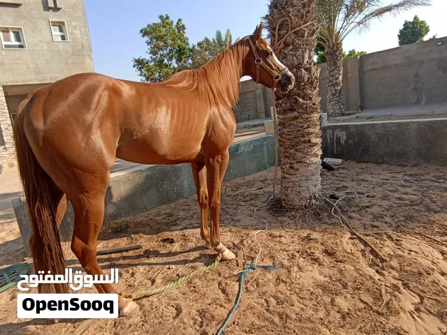 الفرس انجليزية