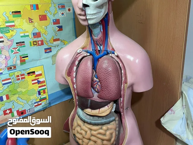 Life-Size Human Anatomy 3D Model – Medical Educational Torso