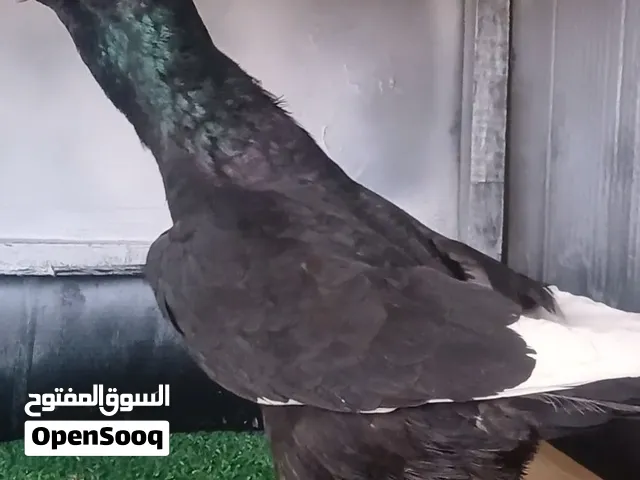 طيره مسوداي مستوى عالي