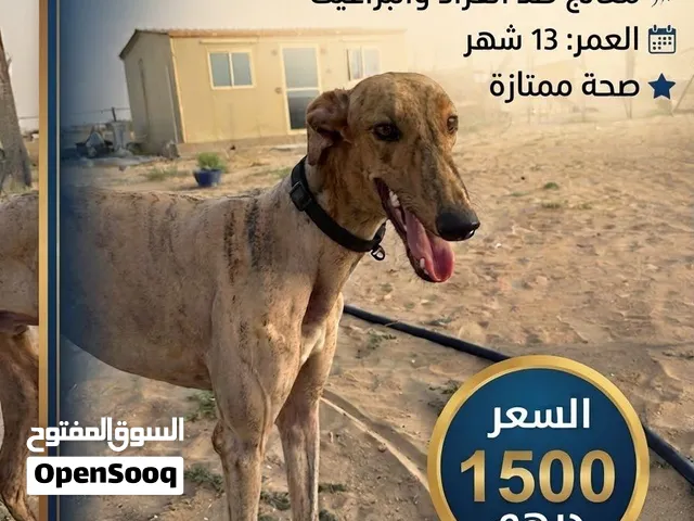 سلوقي مع قريهاوند