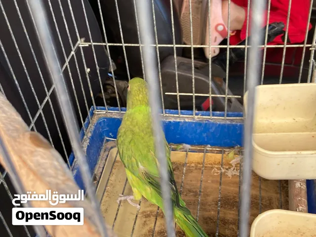 دره هندي اخضر