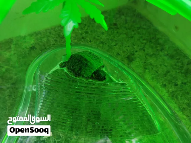 سلحفاة برمائية للبيع مع البيت والاكل