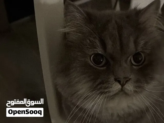 اسموكي للتبنّي  British Longhair حبوب ولعوب