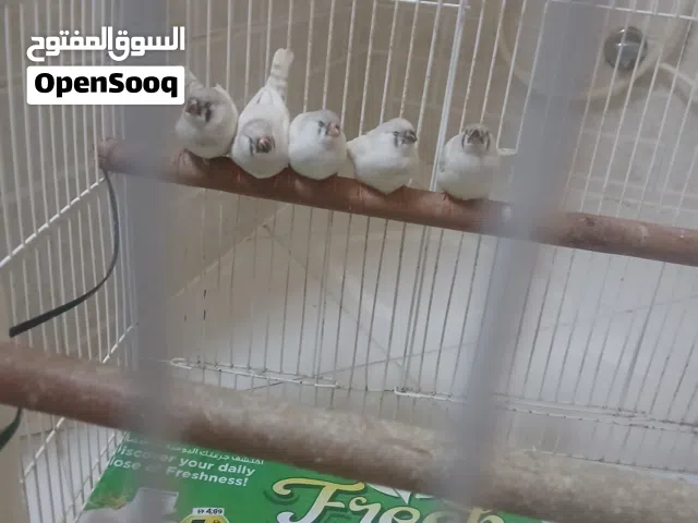 طيور زيبرا للبيع