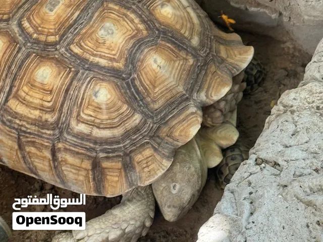 سلحفاة كبيرة الحجم معها ذكر وأنثى صغار