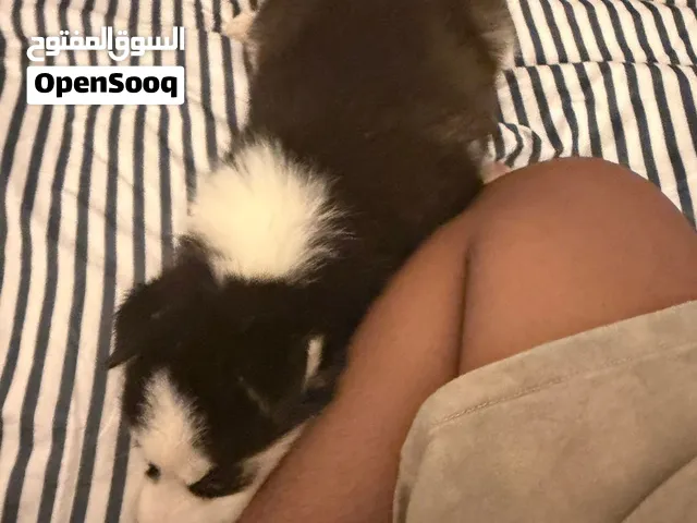Siberian husky