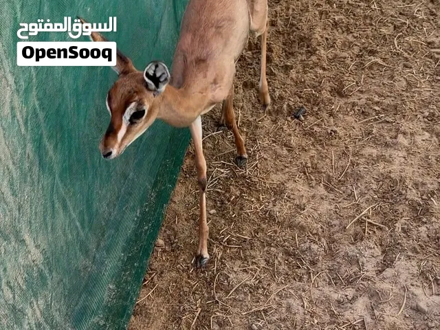 انثى وذكر دماني بصحه ممتازه للبيع