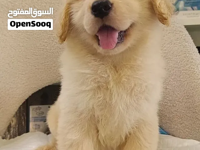 Bear face  golden retriever puppy