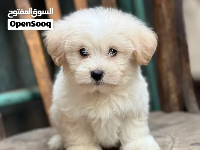 Havanese puppy