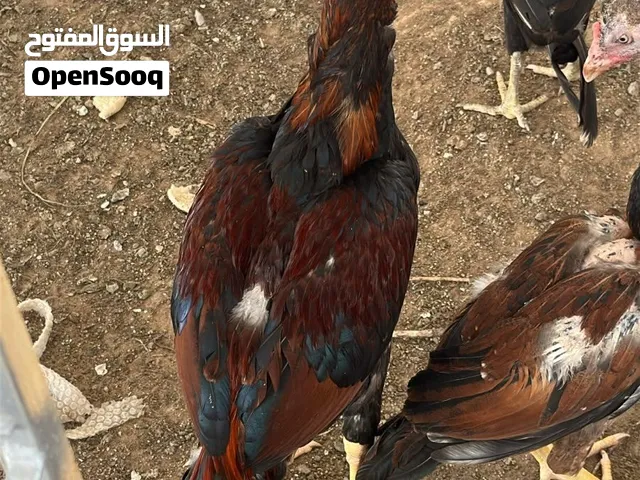 ديج باكستاني عمره 7شهور مطلوب 200درهم موجود فالشارقه للتواصل واتس