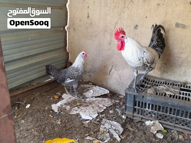 متوفر دجاج للبيع نوعيه براهما وفيومي