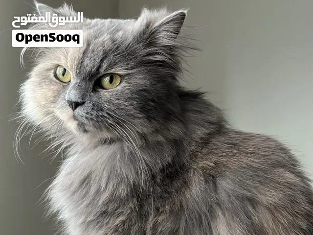 للتبني  لونا ، لونق هير ،  العمر : سنة ونص   موتشي الابيض ، العمر :شهر  سموكي الرصاصي ، العمر : شهر