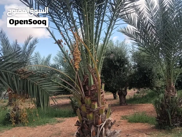 نخل اكثر من نوع