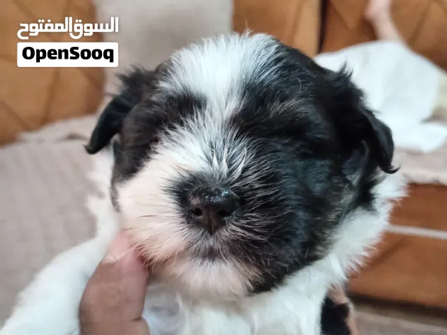 كلاب مالتيز