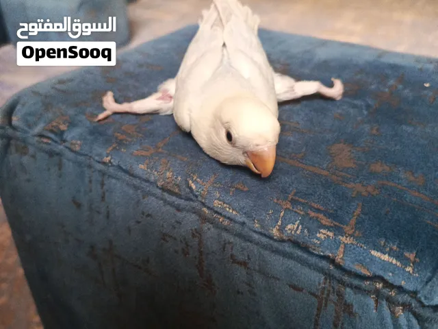طير روز فرخ البينو 50