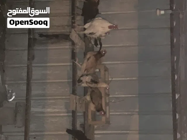 للبيع 11 دجاجه وديك على السوم الصحة ما شاء الله
