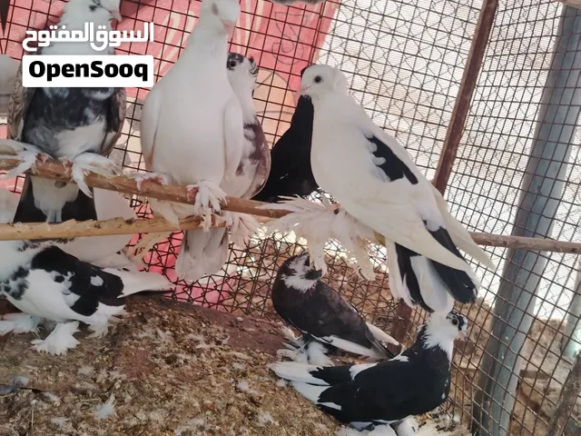 للبيع حقم إيراني وشمسي وبحريني