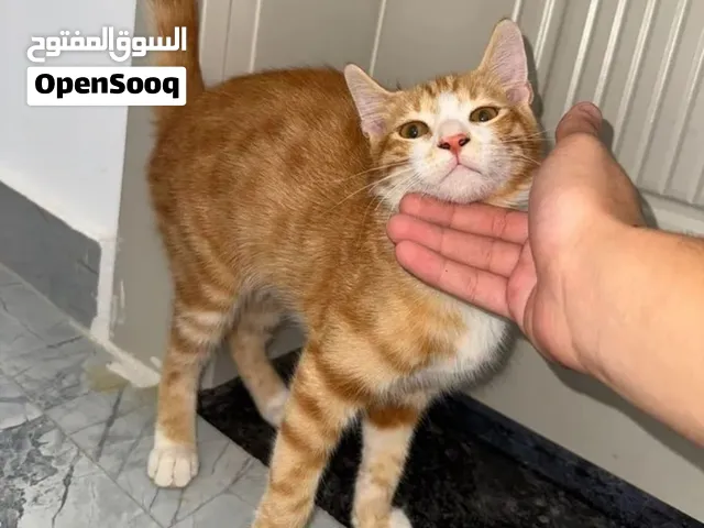 قطط للتبني جنزور الرشاح